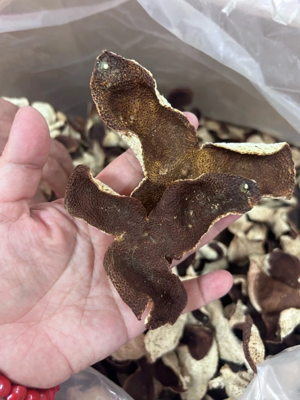 新会特产新会陈皮核心产区天然生柑大红皮东甲陈皮5年皮