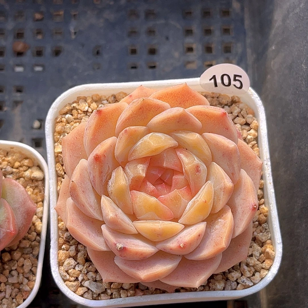 105  梦幻泡影 满18包邮