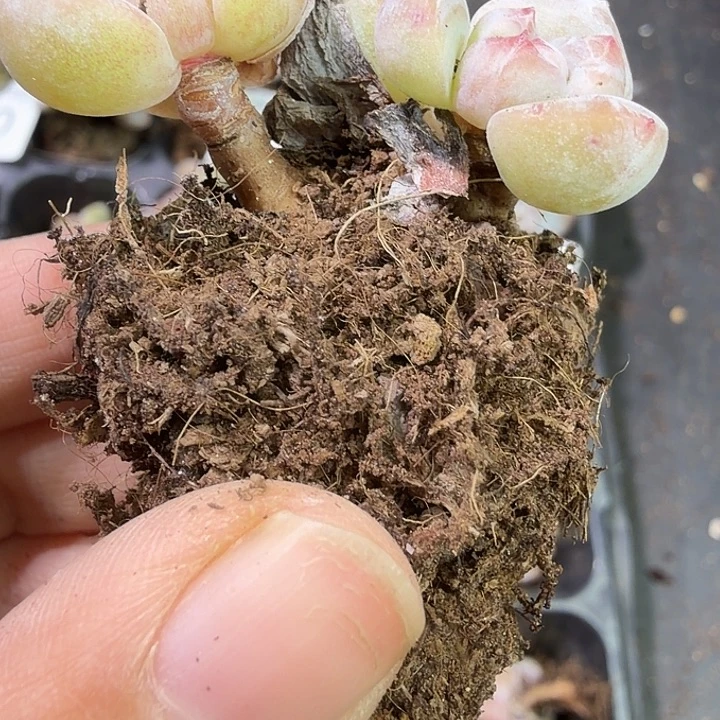135 号到手1框江北多肉