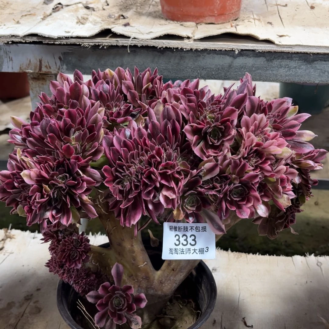 333雅典娜缀化多肉植物法师