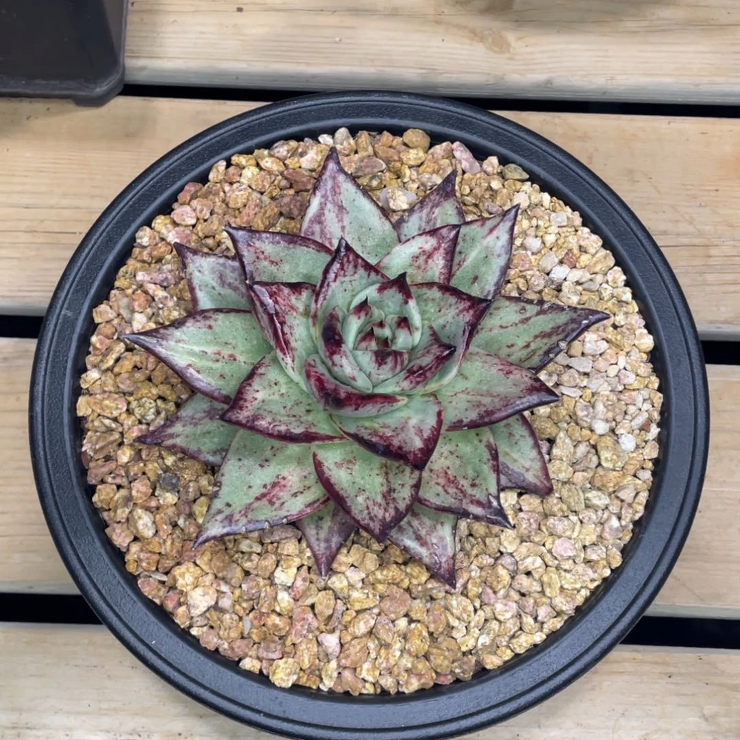 多肉植物，山人园艺