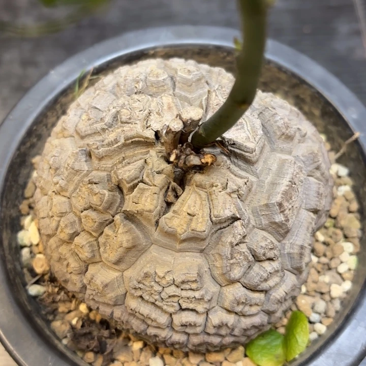 7号日系龟甲龙带盆包邮不退不换