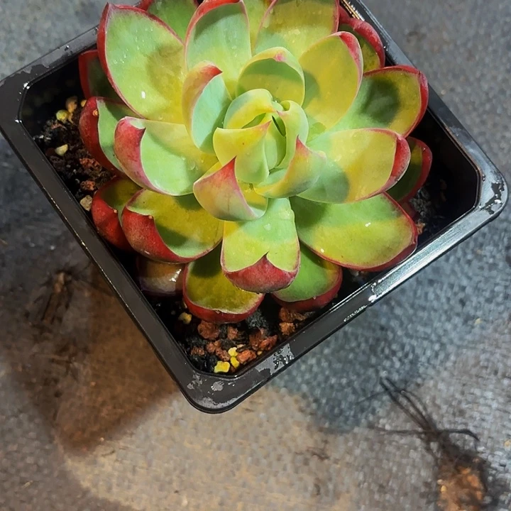 如*丽娟花卉惊鸿