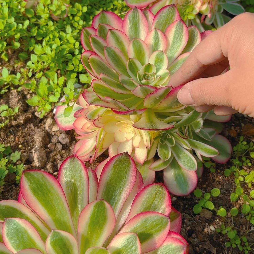 荔枝手捧多肉植物