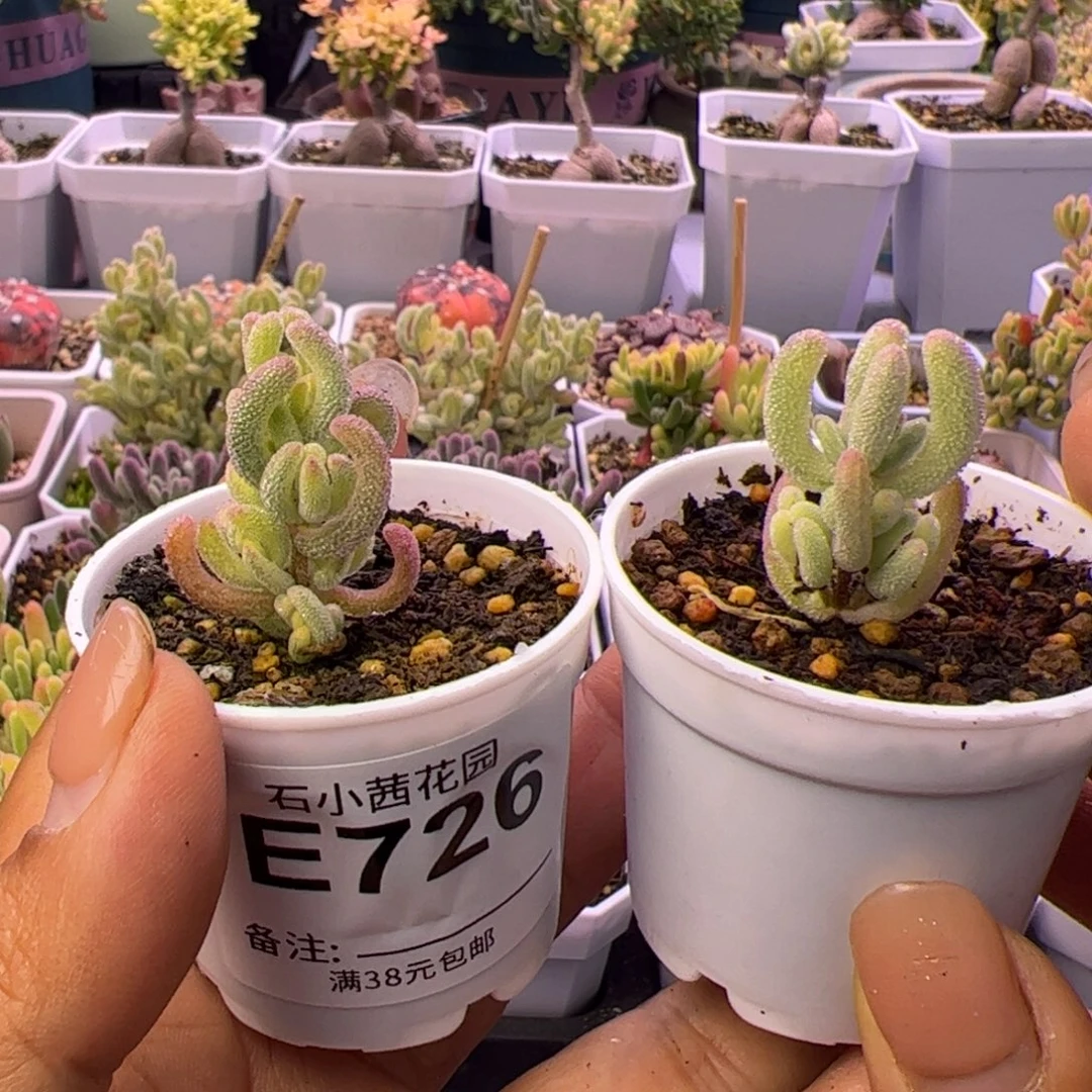 ℡***_多肉植物枝干紫闪超白