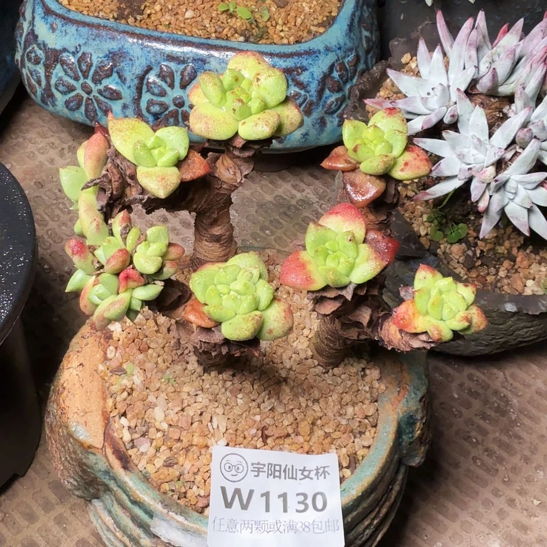 鸑***）1130青钢苹果叶多肉