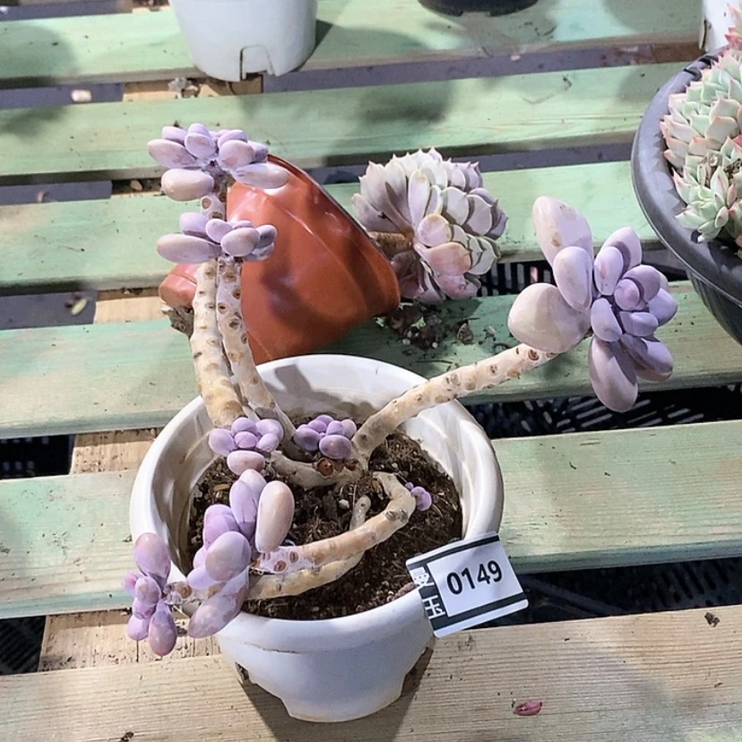 【闪购商品】薄***糖桃蛋0149