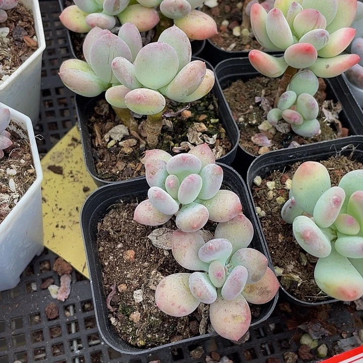 双头苹果奶带盆土发
