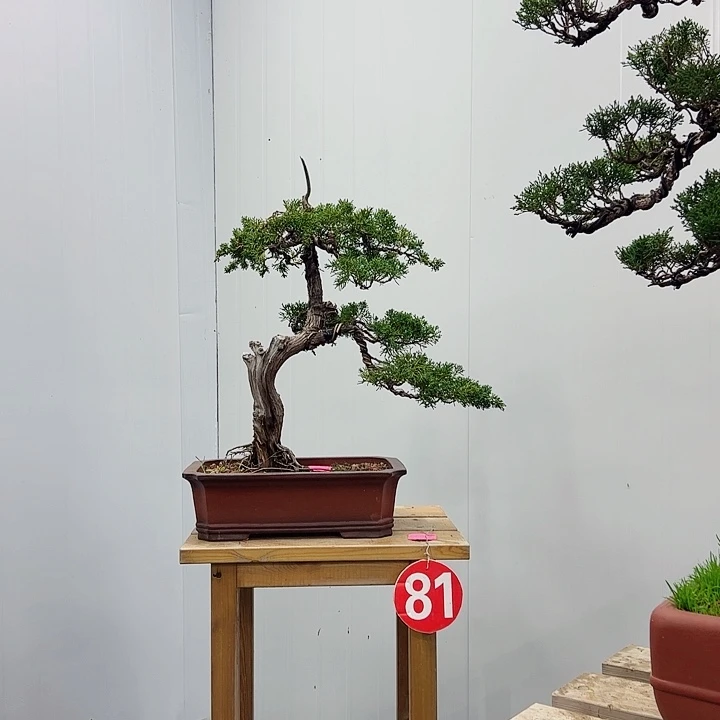 动***车无花朵老桩老盆济州真柏