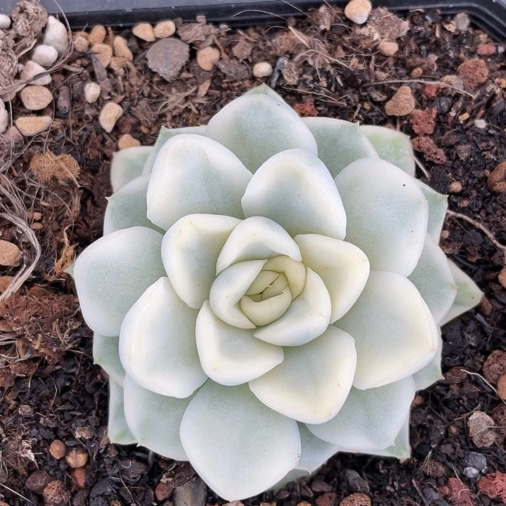 雪鸢锦。锦龙一物一拍