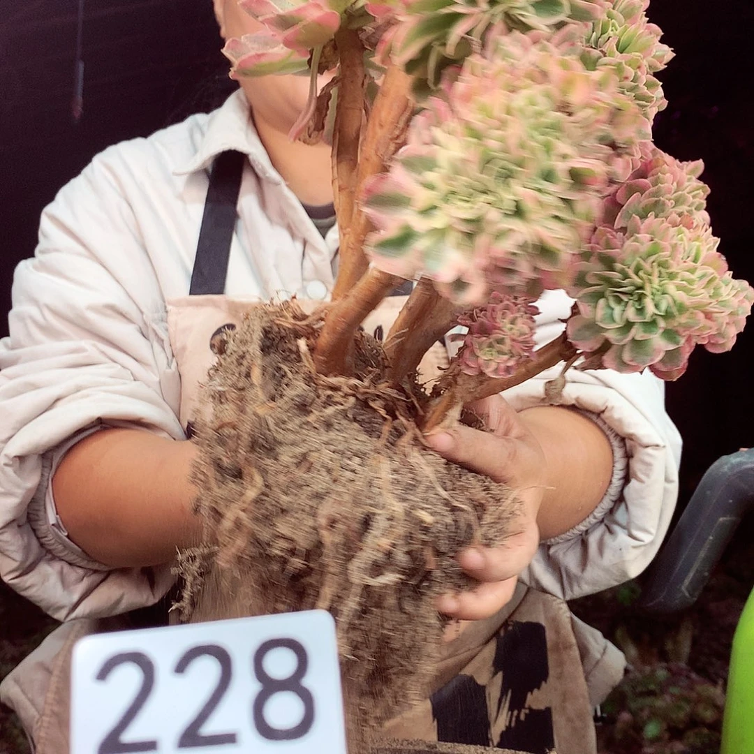 柒柒精品多肉脱土发货不包断侧枝228