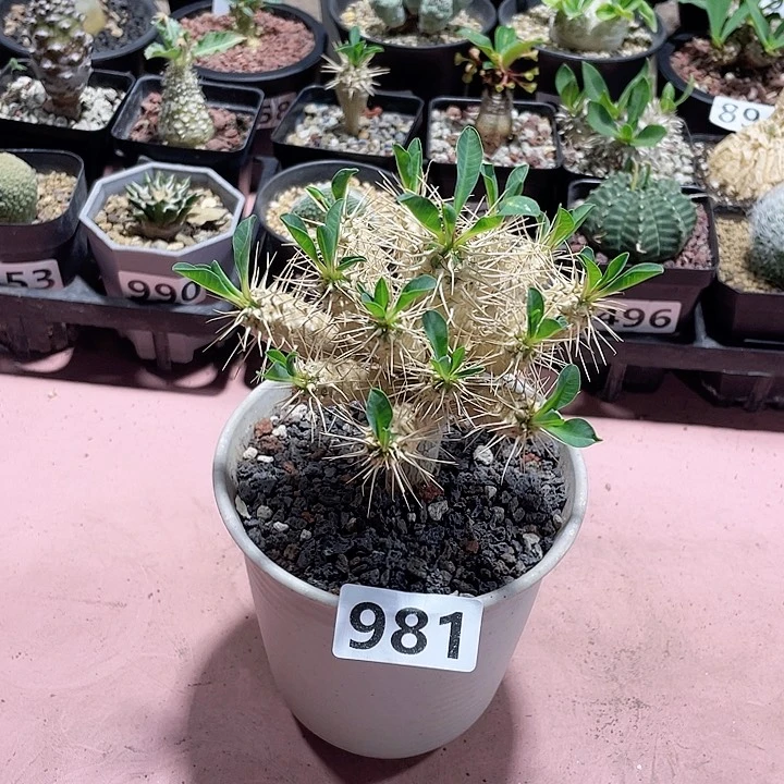 博*利981实生大群鬼切阁