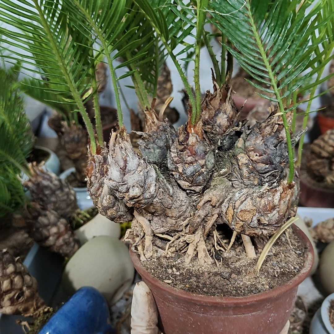 二***丑无花朵白鳞铁盆景基地价