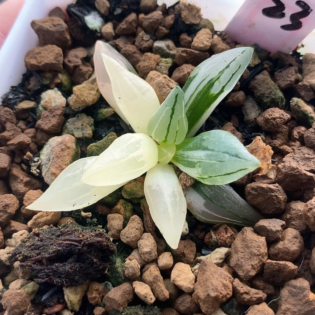 红陶23号西瓜寿锦一物一拍