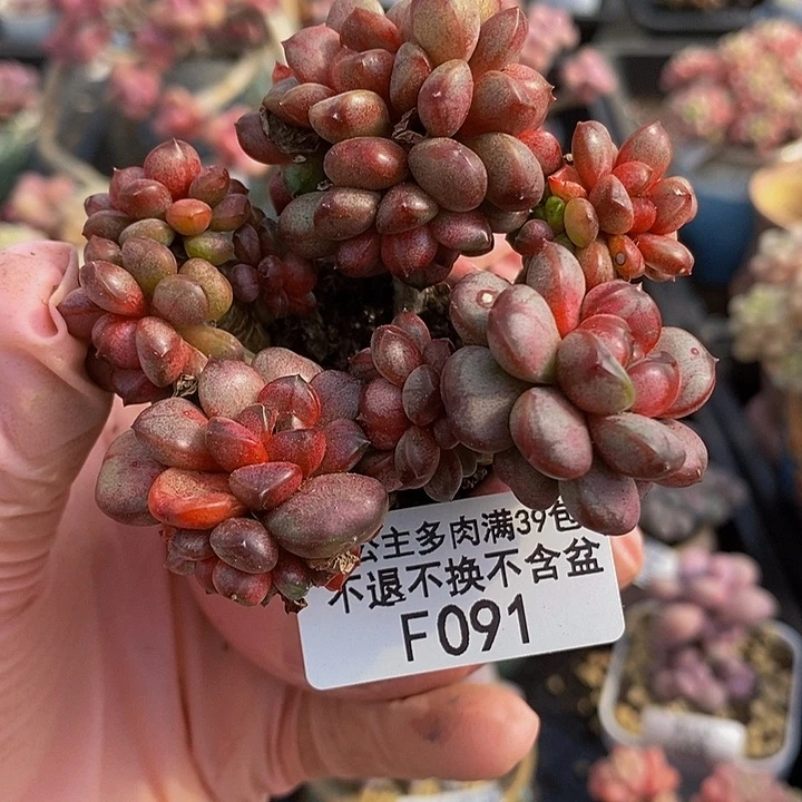 葡萄老桩有砍7cm091的肉植物