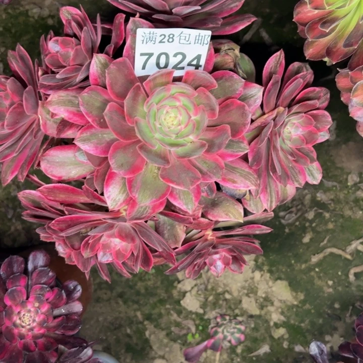 7024浣纱多肉植物