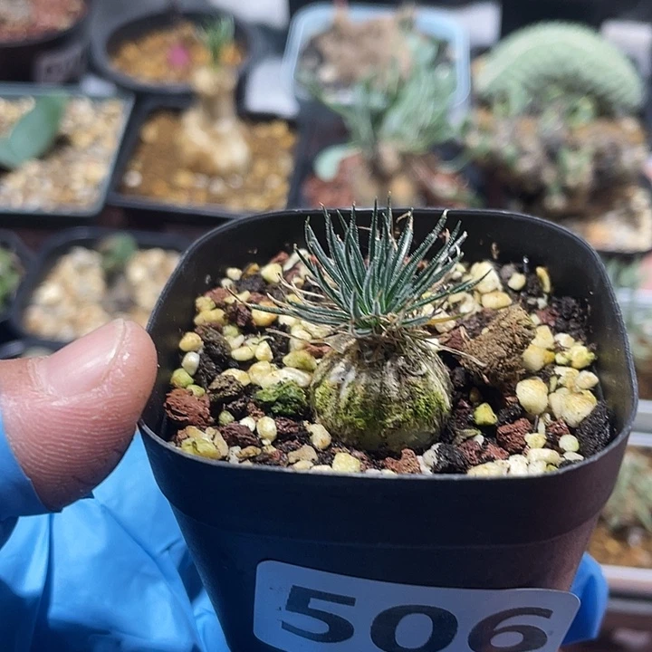 506毛叶迷你海葱块根