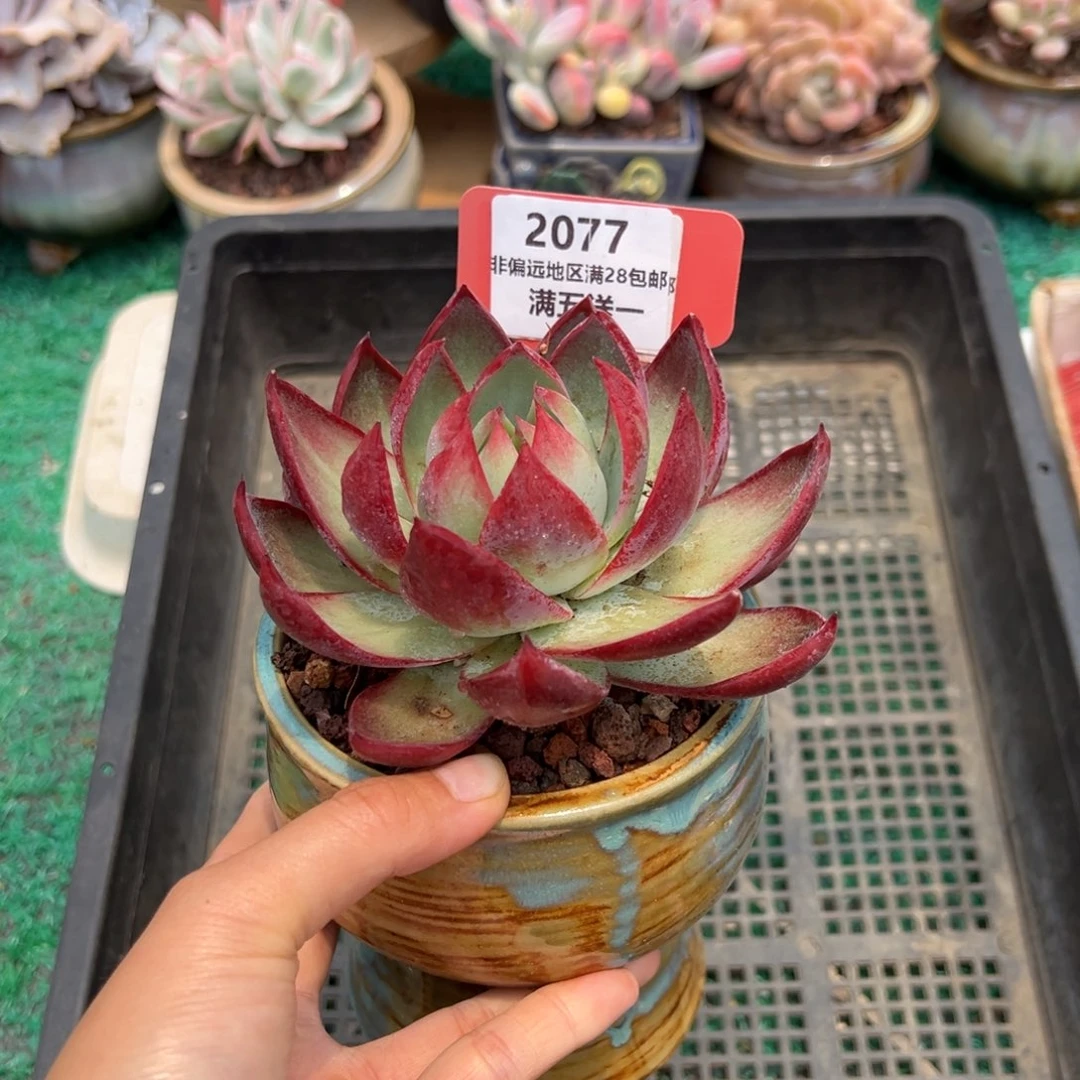 表妹精品精品多肉2077.