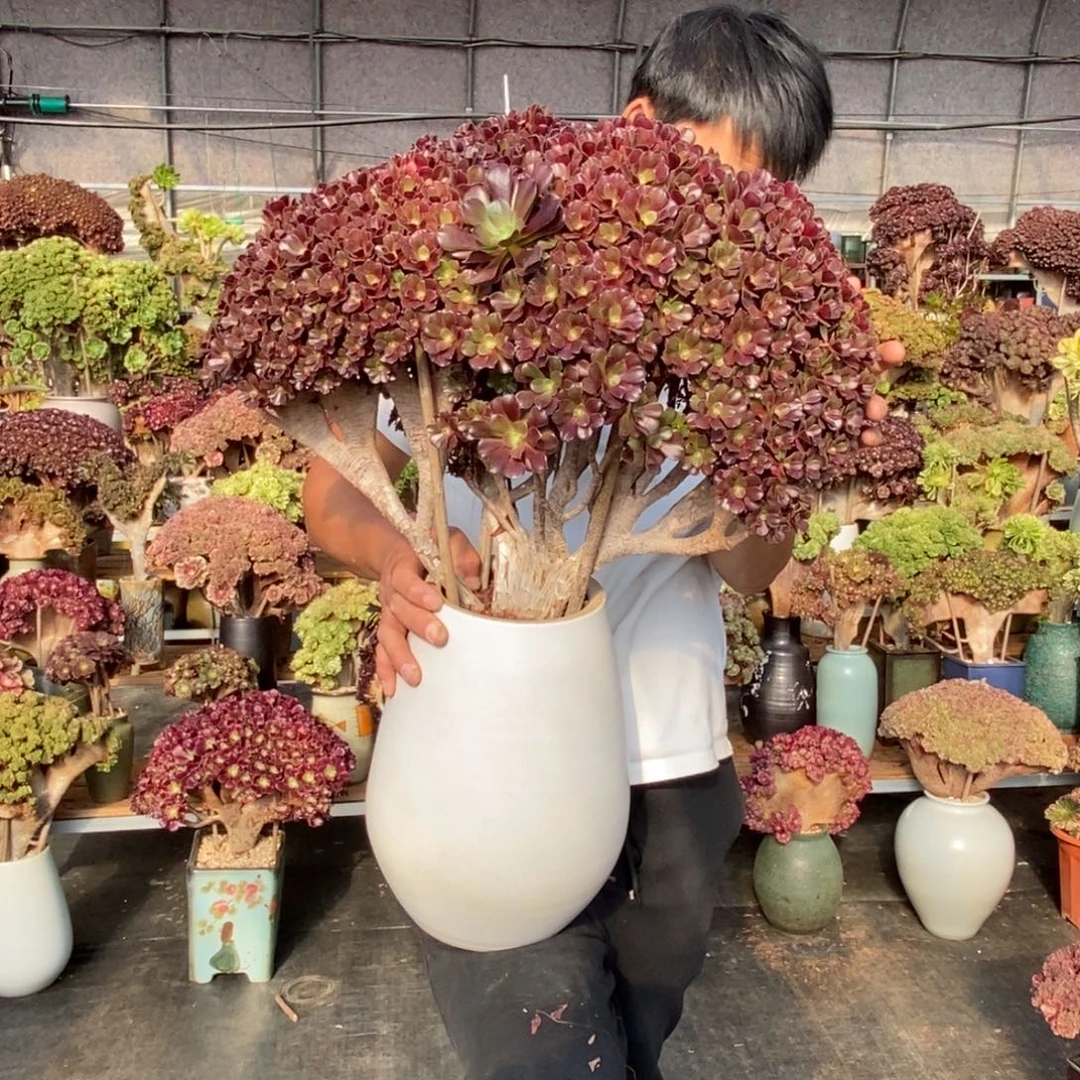 梅花迫迪朵朵缀不带盆土