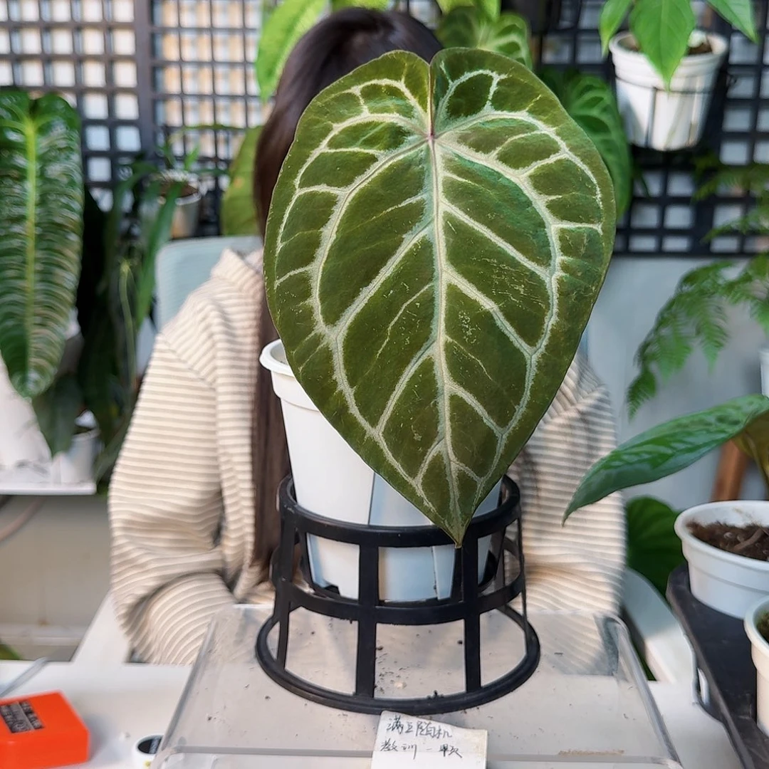 夜***.完全开放一物一拍D49