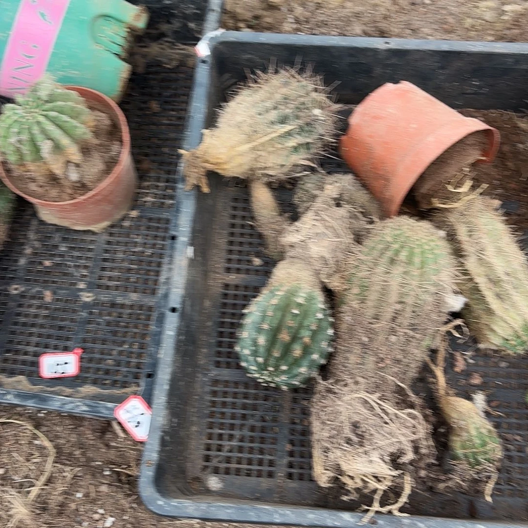 461 瑕疵掉侧牙无售后