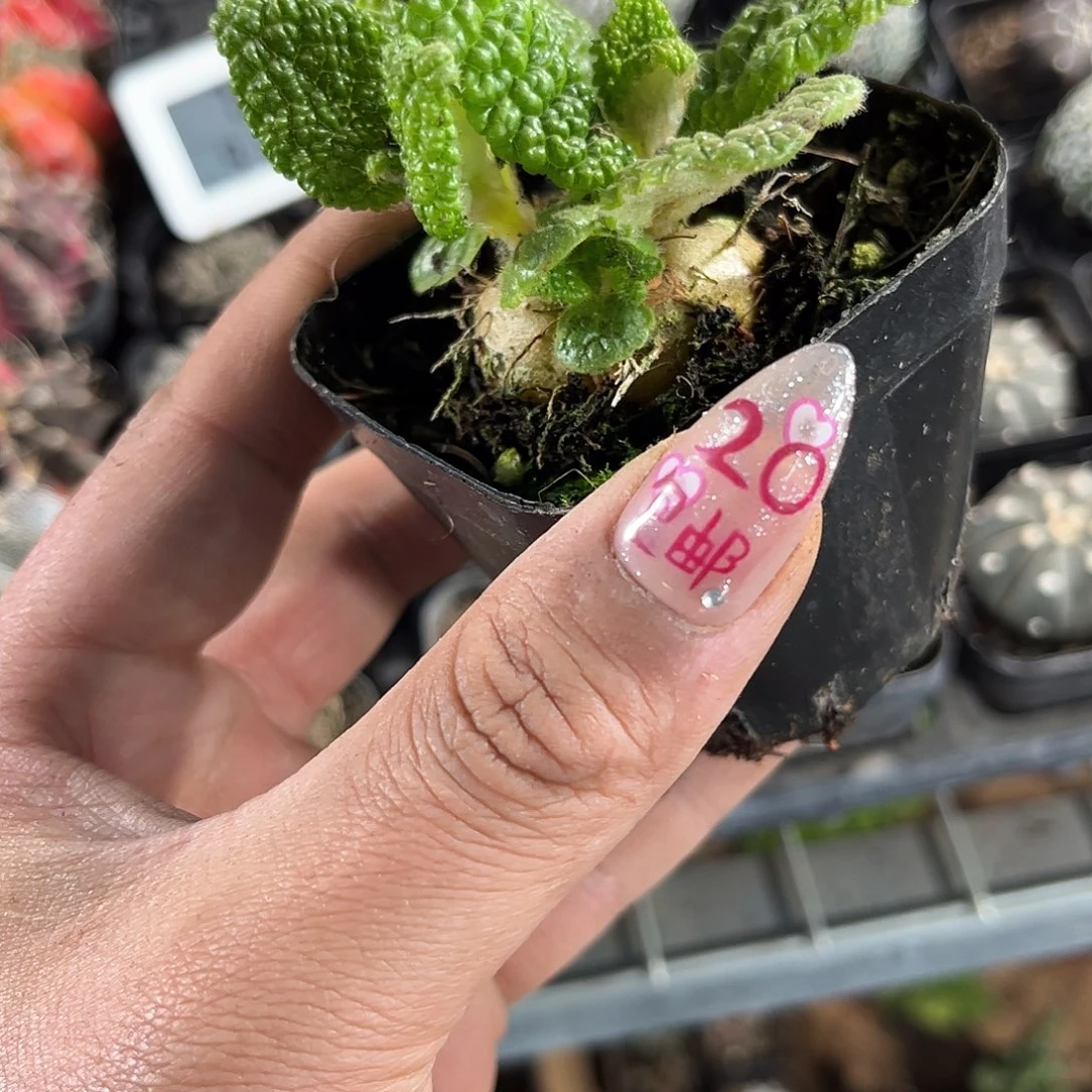 断崖王子单头发货有根