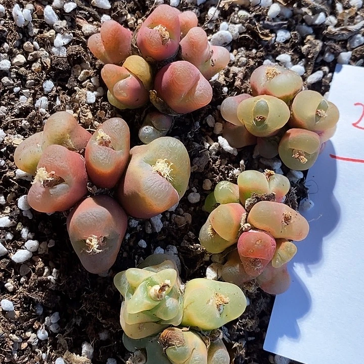 29314。   一组蟠桃群生福利。