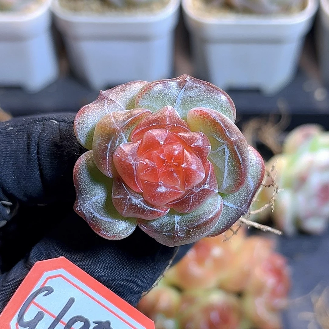 G105 一物一拍 珍妮 孤品