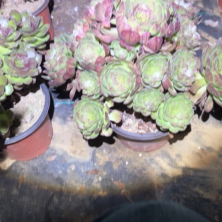 不包段枝一物一拍1