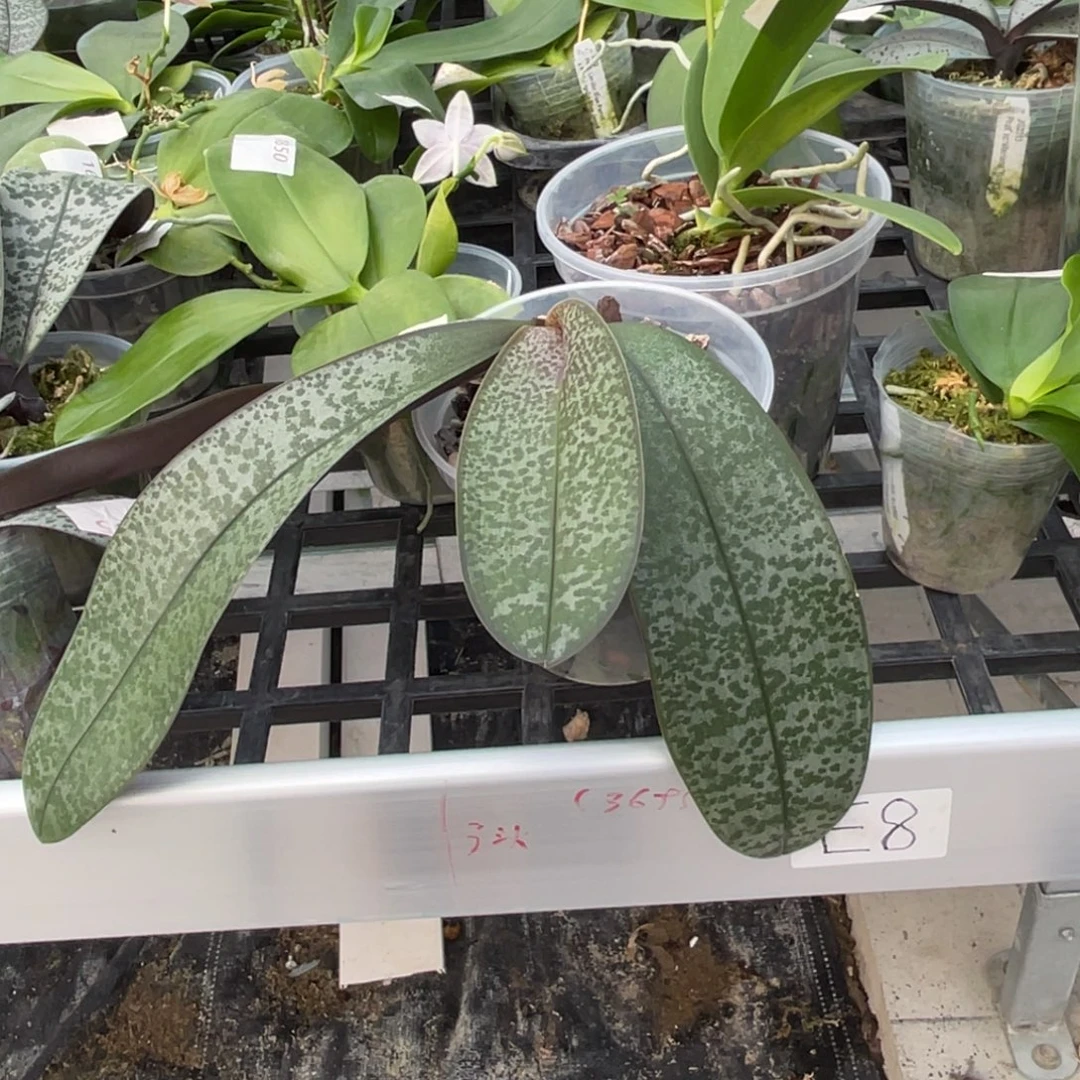 完全开放686 4寸TKB 一物一拍