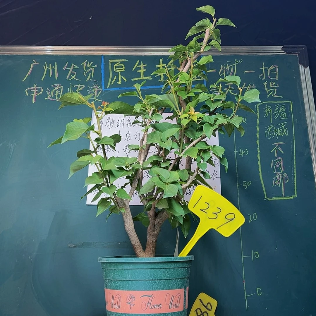 当前无花栽培后可以开花70cm 绿叶橙 原生树头 1239