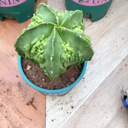 狼***࿐一个大核桃仙人球