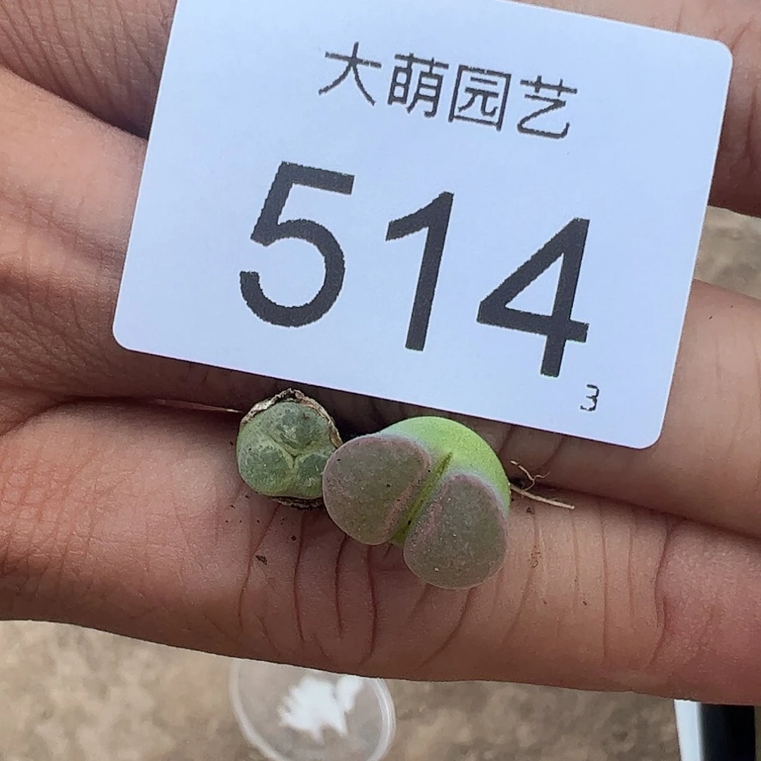 皮*闹0000514 一物一拍……