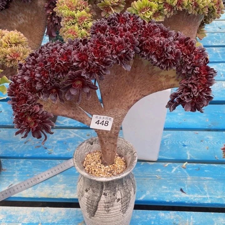 448号欧子法师缀化