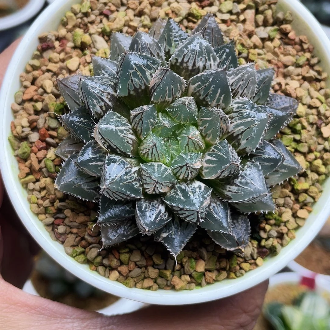 楼兰玉露锦十二卷