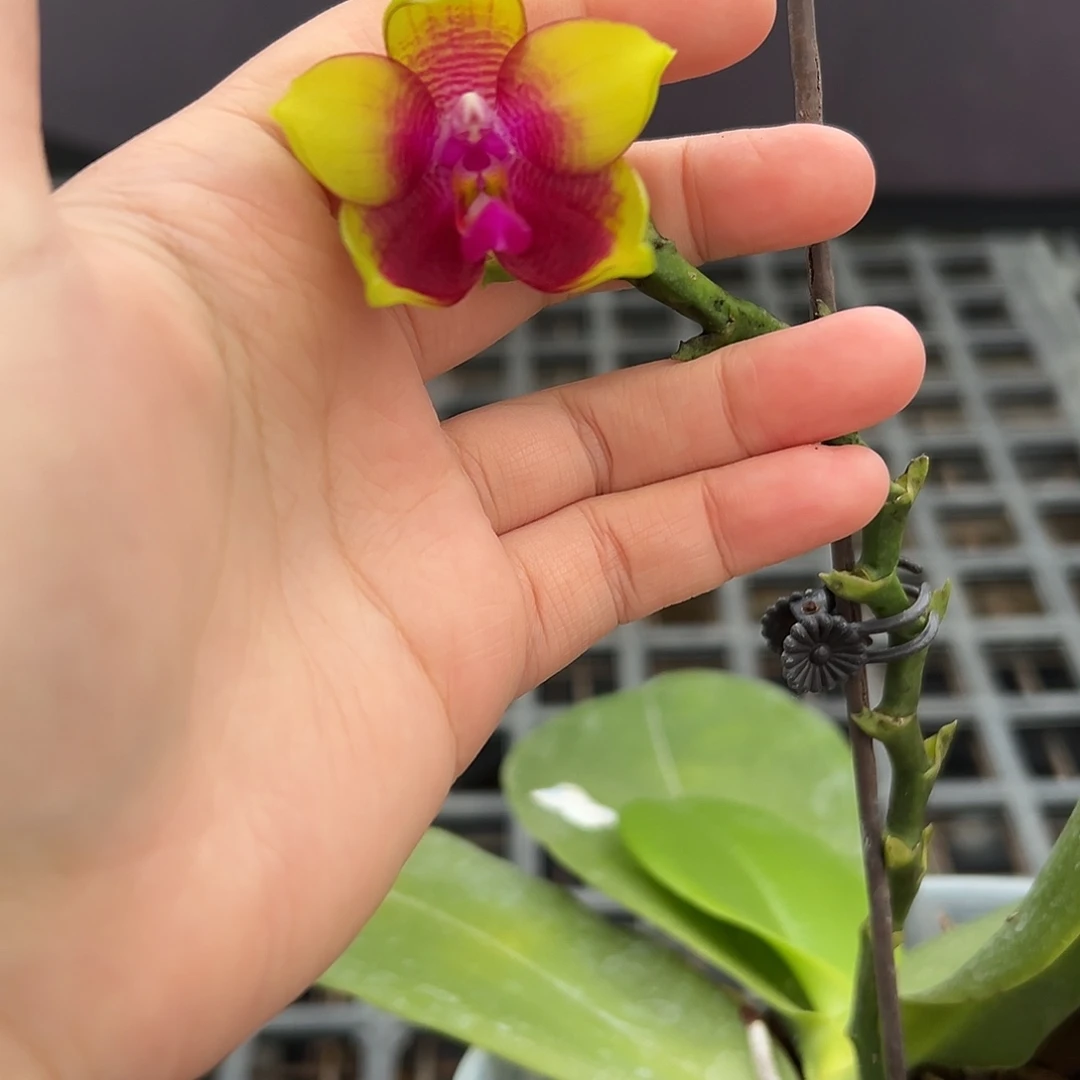 完全开放凯乌兰妮700