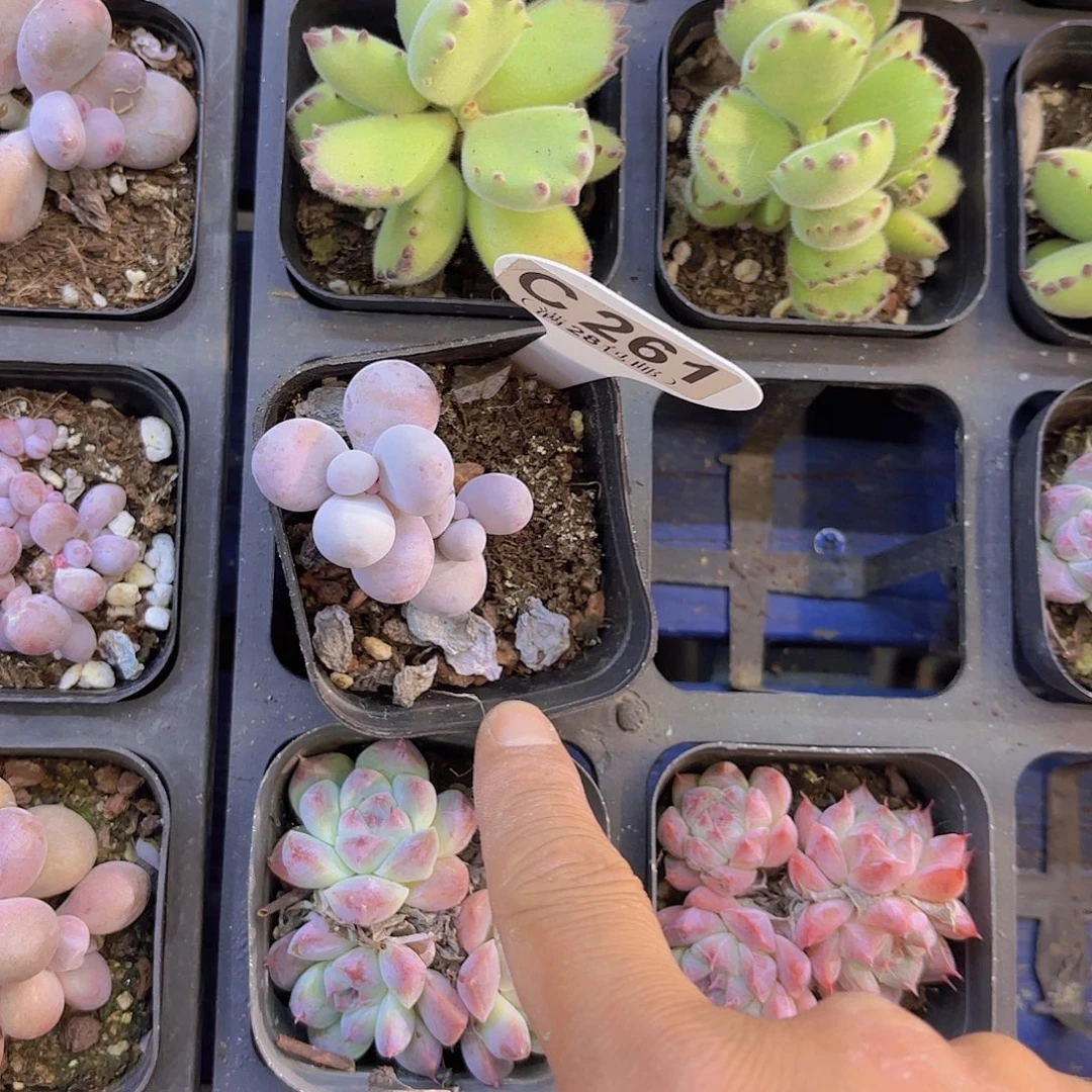 C261奶酪一物一拍