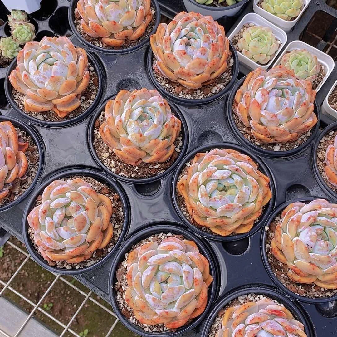 0723-草莓橙单头福利2颗微瑕慎拍