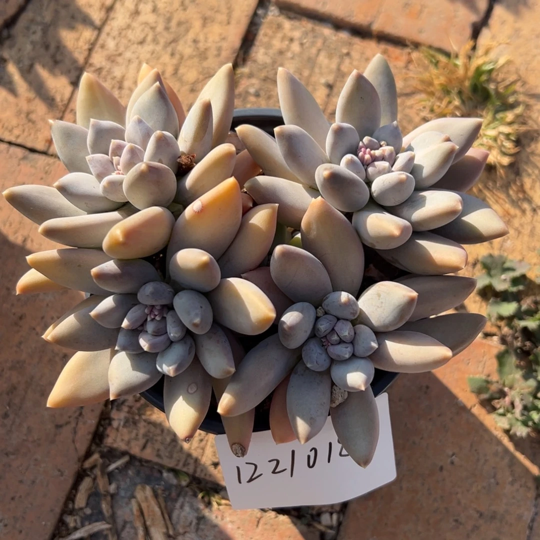 121018 哥特杂群生无砍平头