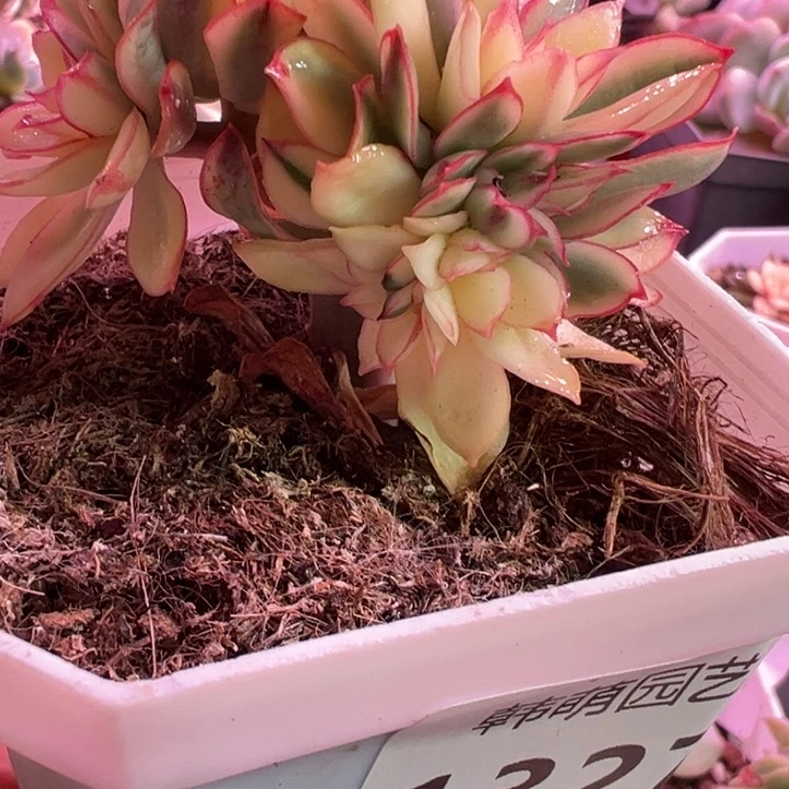 锦缀多肉植物多肉植物