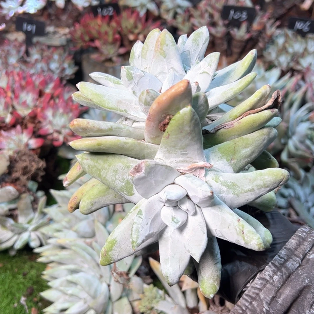 8158哈哈哈哈哈哈哈哈