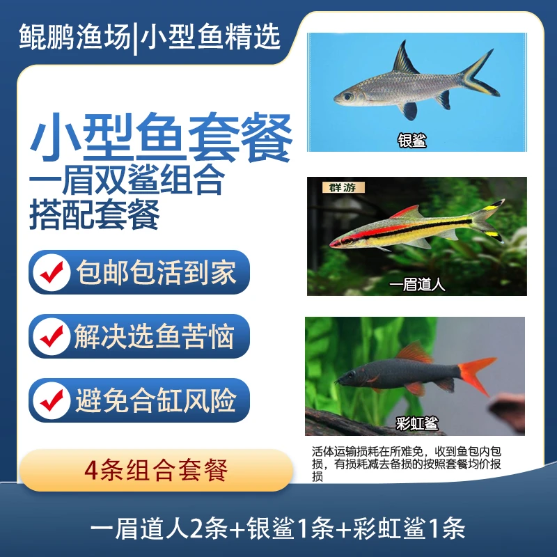 小型热带鱼组合新手套餐一眉道人+银鲨+彩虹鲨