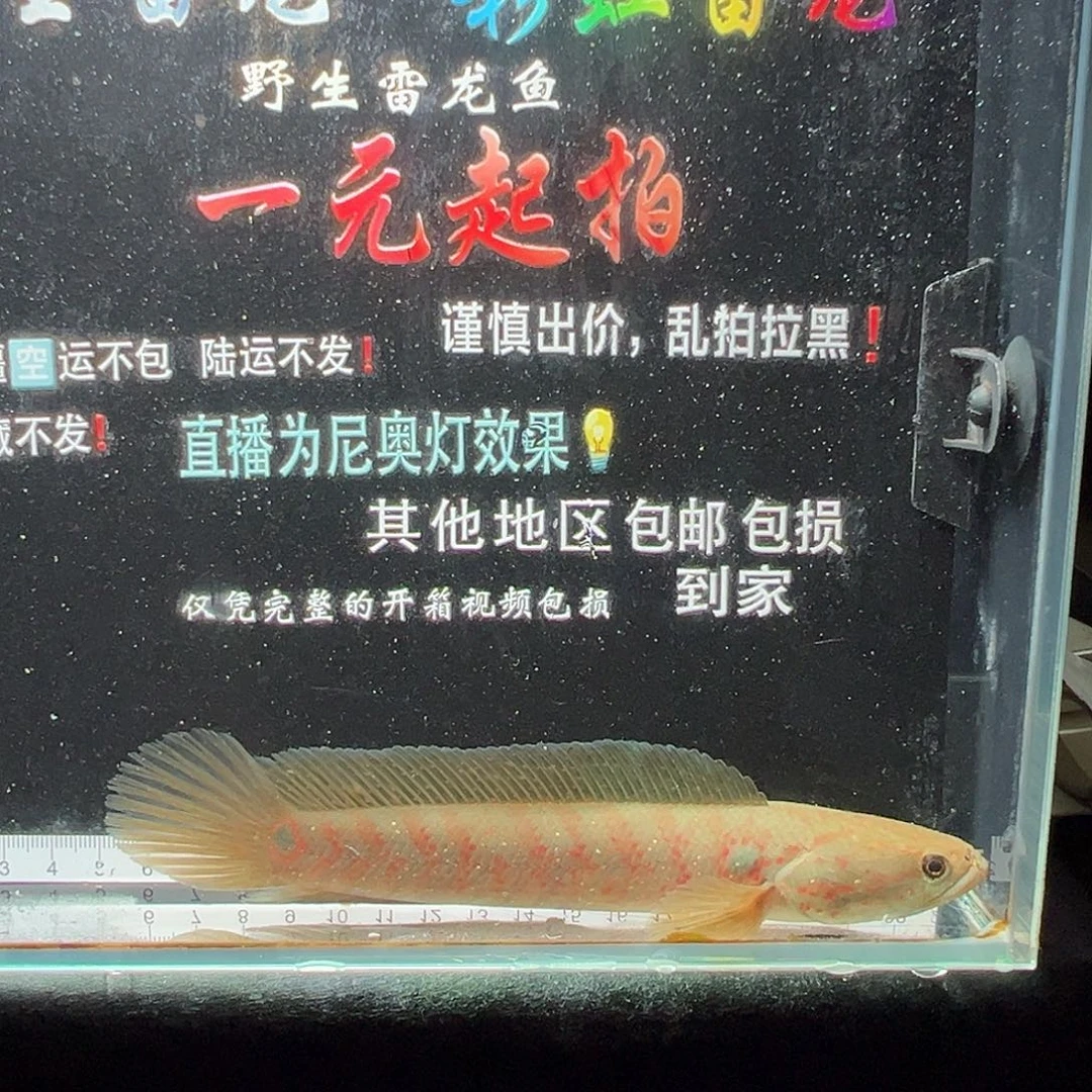 雷龙鱼七星雷龙七星雷龙