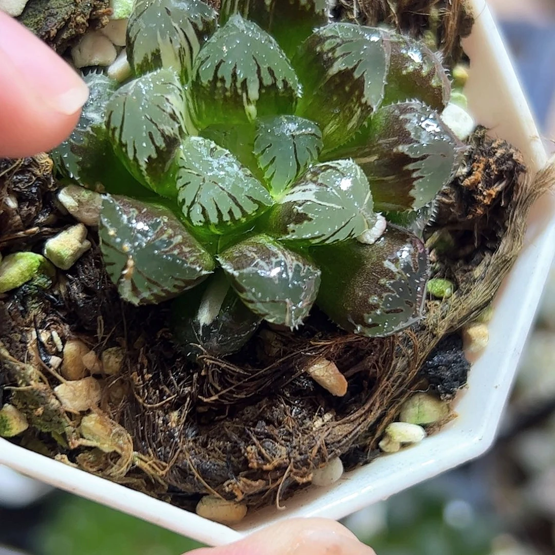 红岩锦十二卷多肉植物