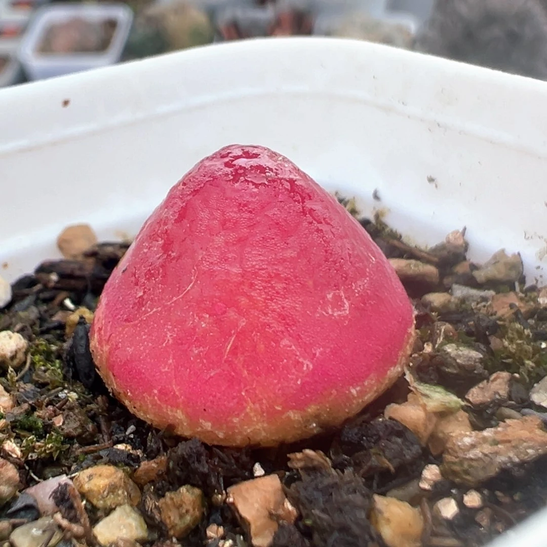 80多肉植物百科灯泡