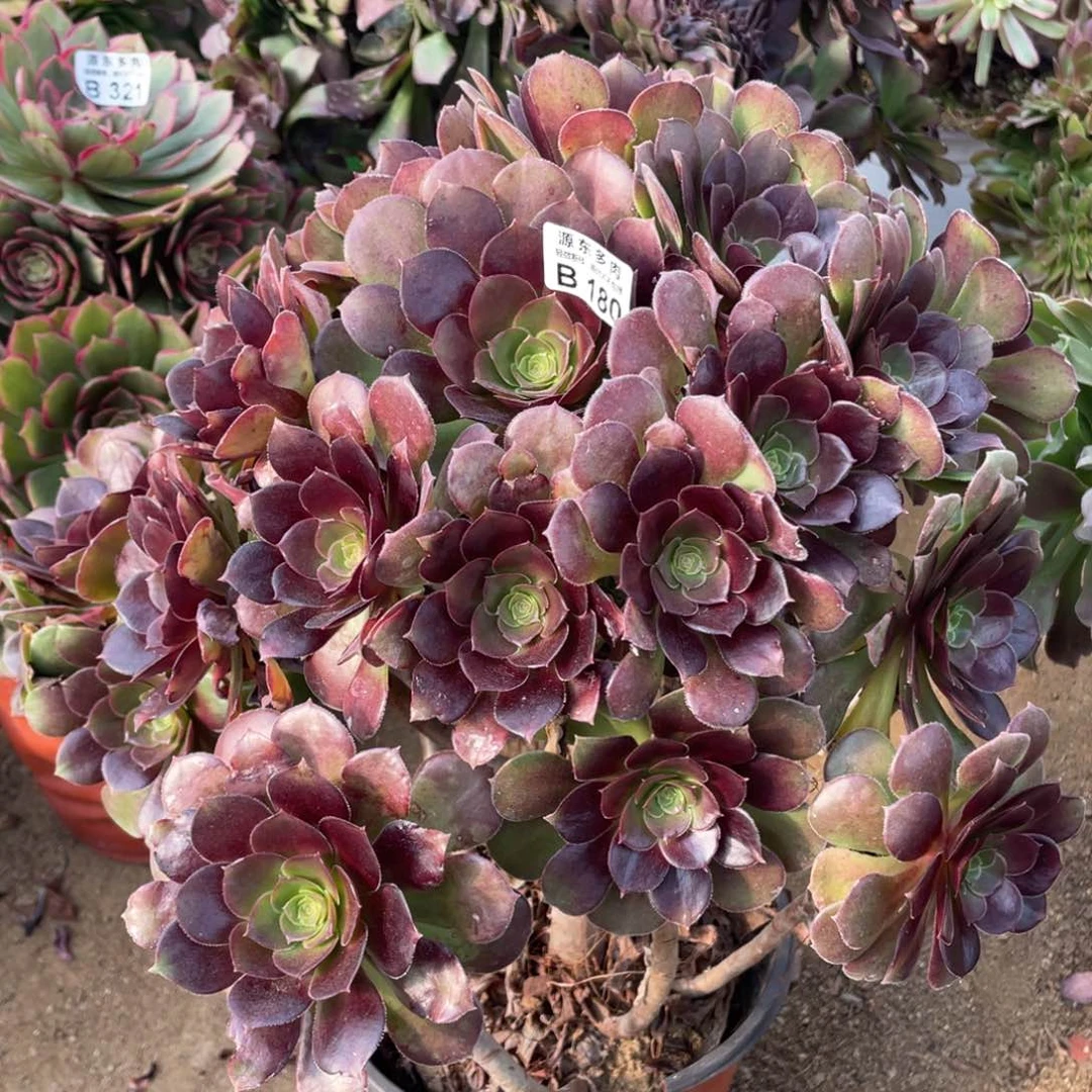 180荷兰多肉法师断枝不包