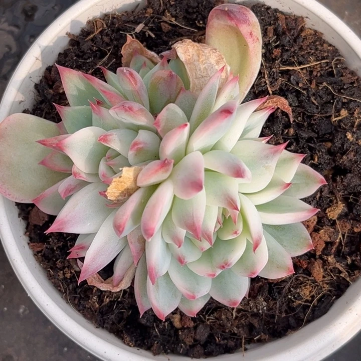 吉娃娃锦群生六头