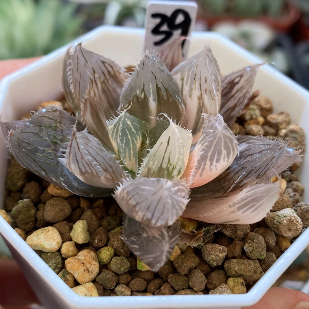 大魔王玉露锦，带盆一起