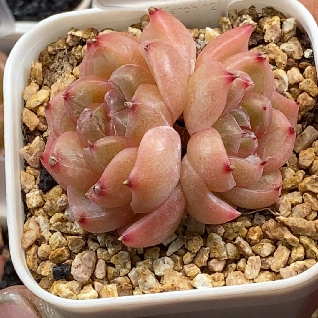 天官赐福百无禁忌