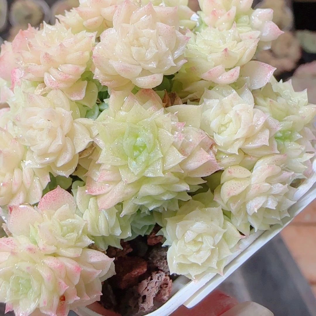 花语逸镜1117-24散